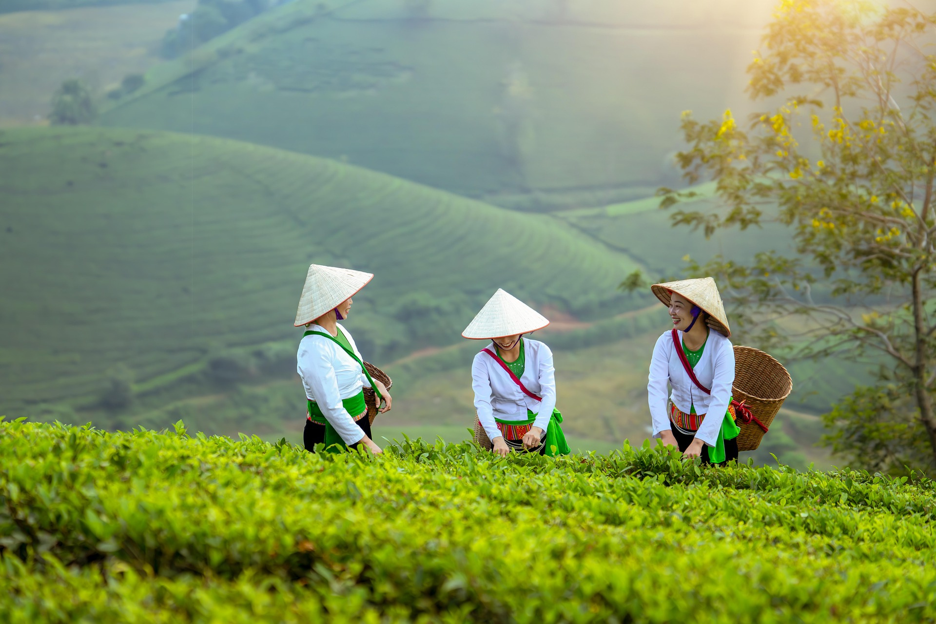 tea farmer indonesia